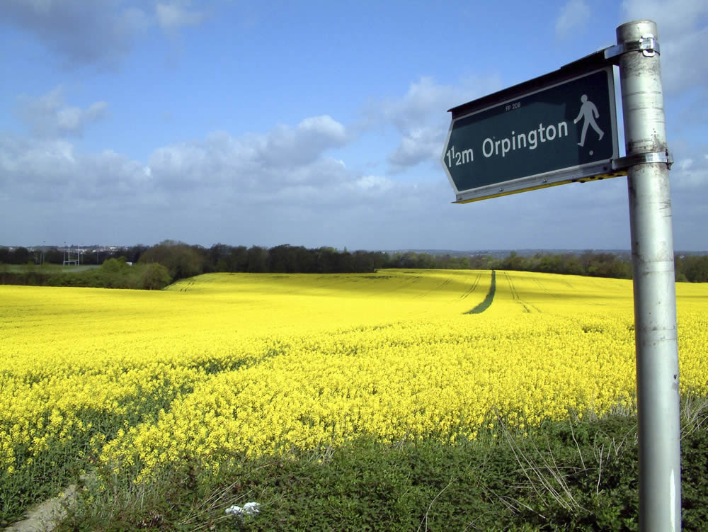 Field and footpath to Orpington